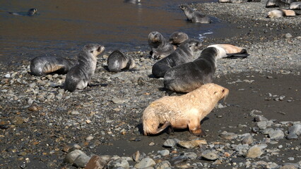 Obraz premium Leucistic Antarctic fur seal (Arctocephalus gazella) pup on the beach at Stromness, South Georgia Island