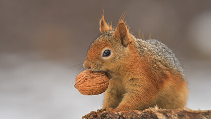 squirrel eating walnut