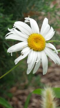 Vertical, steady shot of a Becky Shasta Daisy flower gently swaying with the slight breeze, with insects crawling in the flower
