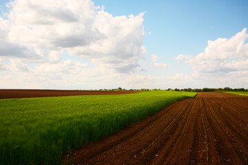 Fototapeta na wymiar landscape with field and sky