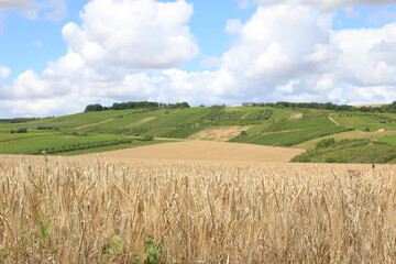 Idyllic farmland in Yonne, Burgundy, France