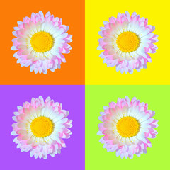 Beautiful single pink and white daisy Bellis flower head isolated on orange, purple, light green and yellow backgrounds closeup. Top view. Copy space - 550877326