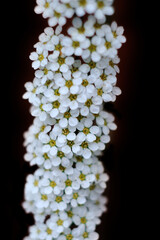 white flowers on black background