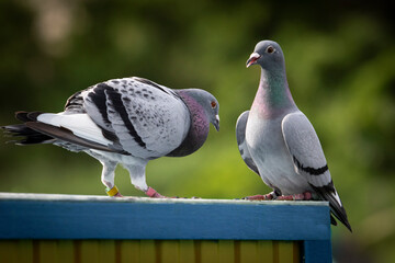 couples of homing pigeon standing outdoor against green blur background