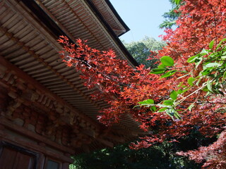 吉見観音(安楽寺)　三重塔　紅葉　埼玉県　吉見町