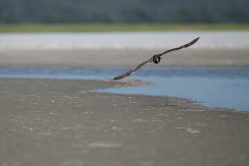 Closeup shot of Eurasian oystercatcher flying near the ground on an isolated background