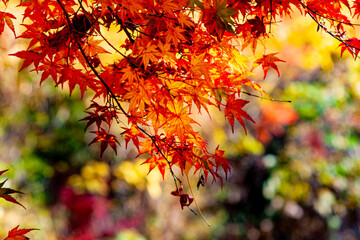 修善寺自然公園　紅葉