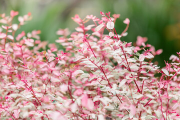 Pink, white, and green variegated leaves.