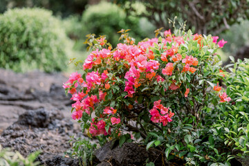Fototapeta na wymiar Pink flowers in the garden