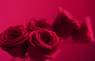 pink roses on purple background close up, color of the year 2023