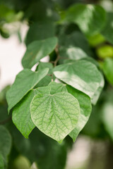 Fototapeta na wymiar Green heart shaped leaves.