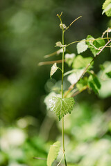 Grape Vine leaves.