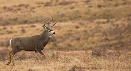 Mule deer buck during mating season