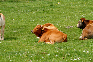 Vache de France au repos