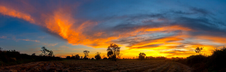 Panorama view of dark clouds in the sunset sky in day light over the yellow rice fields and trees on a farmland in rural Thailand.Ripe rice field and sky landscape on the farm.