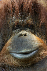 Close-up portrait of an orangutan