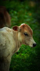 This is a cow picture. Would you like to buy it?