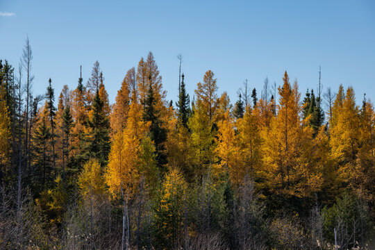 Golden tamarack (larch) trees in autumn against a blue sky.