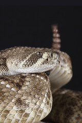 A portrait of a Western Diamondback Rattlesnake in a defensive posture

