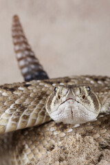 A portrait of a Western Diamondback Rattlesnake in a defensive posture

