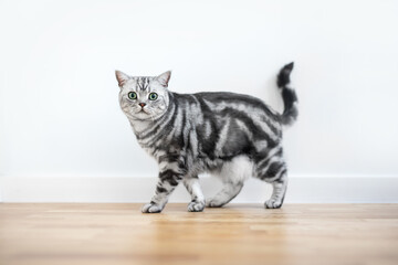 Kitten British shorthair silver tabby cat walk at home
