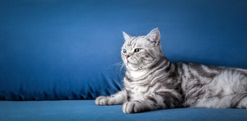Kitten British shorthair silver tabby cat on couch at home