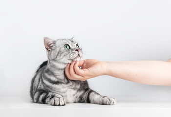 Stroking a kitten British shorthair silver tabby cat