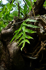 tree in the forest