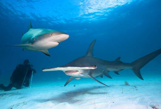 Great hammerhead shark, Carribean reef shark and divers.