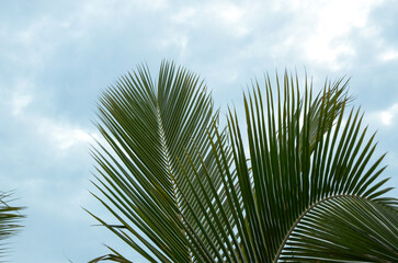 Palm leaves background is blue sky