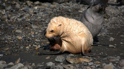 Leucistic  Antarctic fur seal (Arctocephalus gazella) pup on the beach at Stromness, South Georgia...
