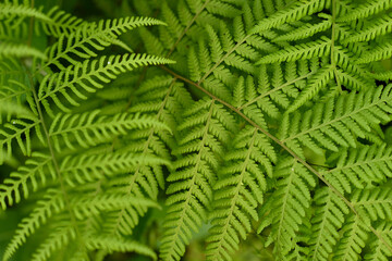 green fern leaves