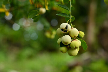 green apples on a tree