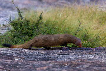 Indian Mangoose found commonly in the central jungle of India