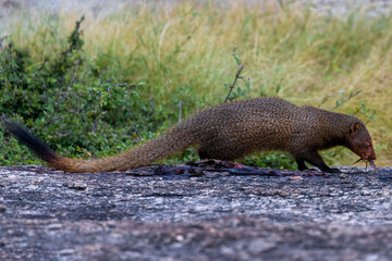 Indian Mangoose found commonly in the central jungle of India