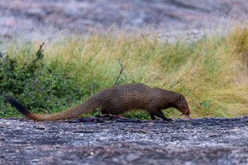 Indian Mangoose found commonly in the central jungle of India