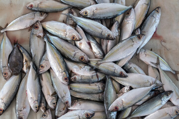 heaps of fresh fish caught by fishermen being sold in traditional markets