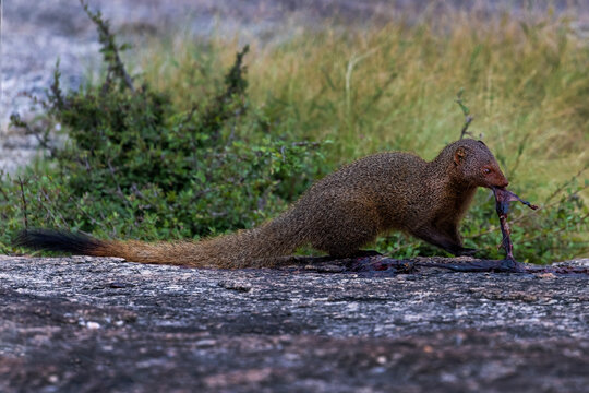 Indian Mangoose found commonly in the central jungle of India