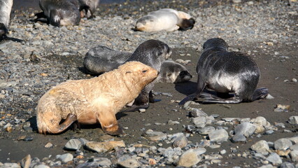 Leucistic  Antarctic fur seal (Arctocephalus gazella) pup on the beach at Stromness, South Georgia...