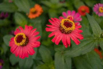 Close up photo of wild pink flower on spring time. The photo is suitable to use for nature background and content media social.