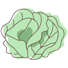 Cabbage
