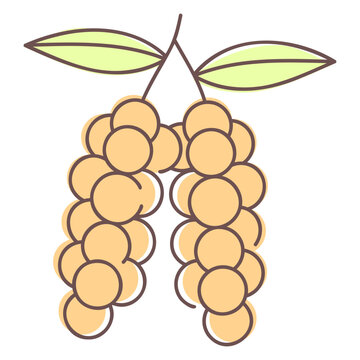 Baccaurea ramiflora