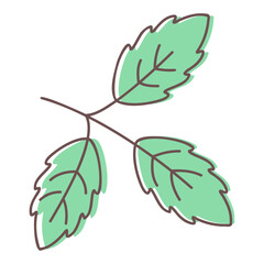 Basil leaves
