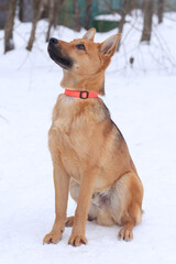 black laika dog full body photo on green grass background