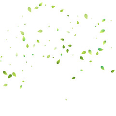 Leaves Green Falling Flying Foliage Leaf Tea Mint