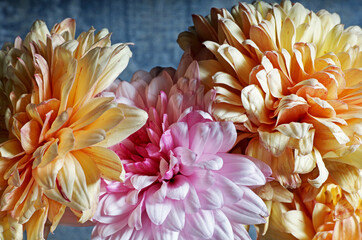 close-up of pink and yellow flowers detail