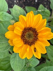 Lovely yellow flower 