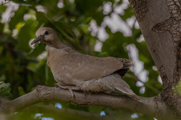 Young Mourning Dove in Tree