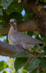 Young Mourning Dove in Tree