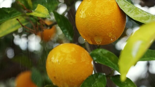 Orange trees growing in subtropical regions, rain drops falling. Branch of an orange tree with fresh ripe fruits. juicy sweet oranges n a citrus orchard, selective focus. mandarin, tangerin, oranges.
